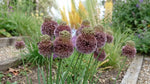 Allium 'Forelock' - Harding & Bloom