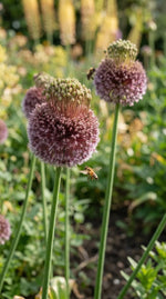 Allium 'Forelock' - Harding & Bloom