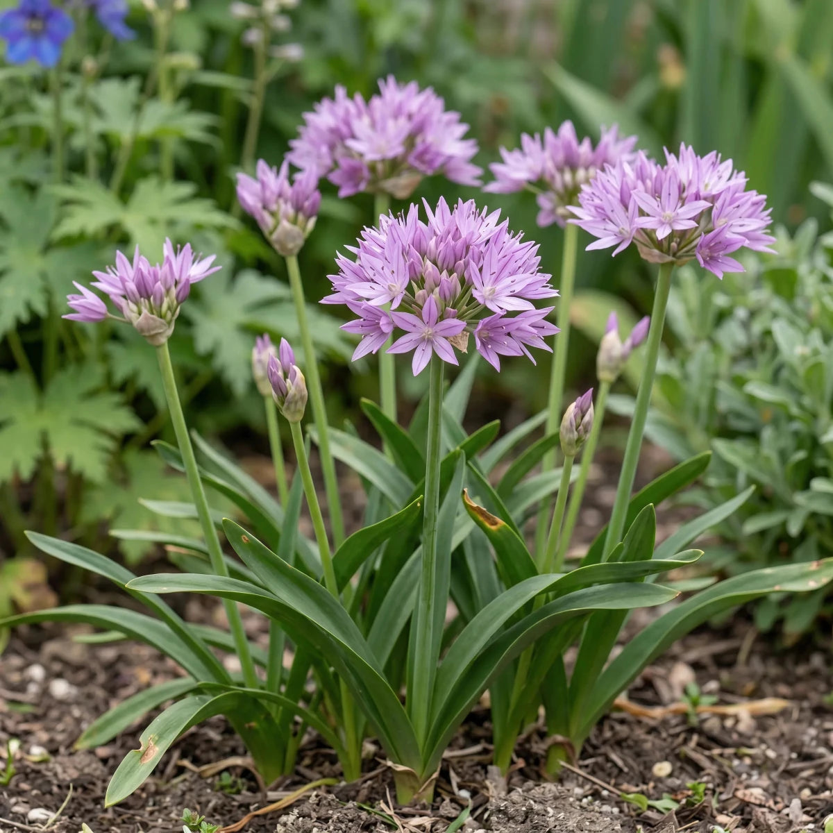 Allium 'Eros Unifolium' - Harding & Bloom