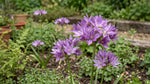 Allium 'Eros Unifolium' - Harding & Bloom