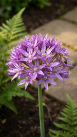 Allium 'Eros Unifolium' - Harding & Bloom