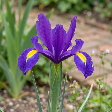 Iris 'Purple Sensation' (Dutch iris) - Harding & Bloom