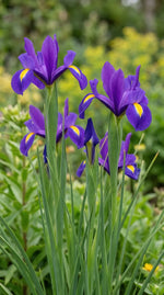 Iris 'Purple Sensation' (Dutch iris) - Harding & Bloom
