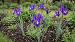 Iris 'Purple Sensation' (Dutch iris) - Harding & Bloom