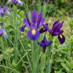 Iris 'Purple Sensation' (Dutch iris) - Harding & Bloom
