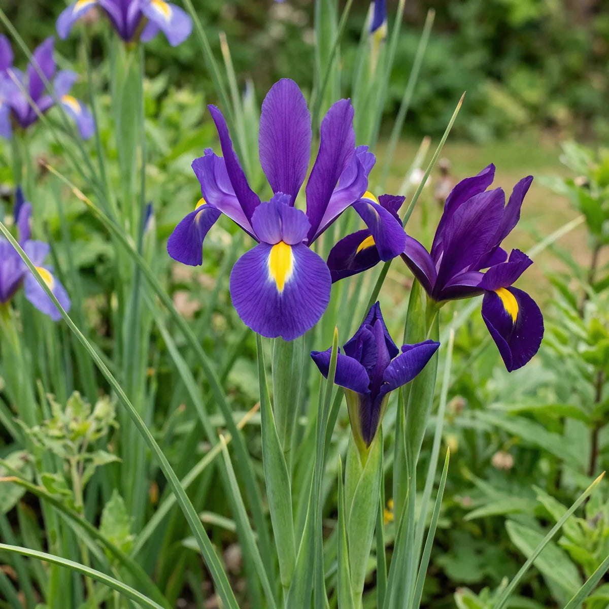 Iris 'Purple Sensation' (Dutch iris) - Harding & Bloom