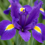 Iris 'Purple Sensation' (Dutch iris) - Harding & Bloom
