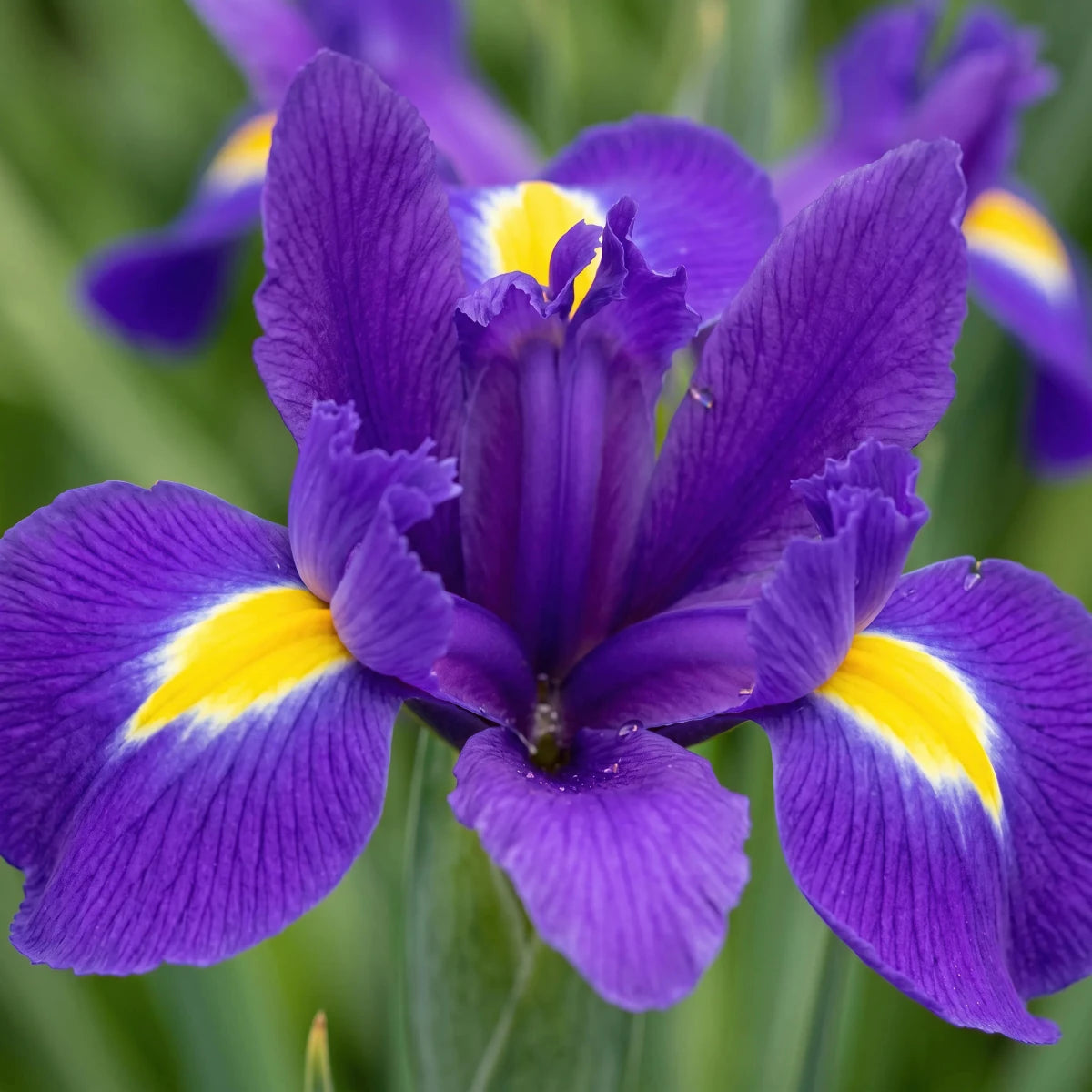 Iris 'Purple Sensation' (Dutch iris) - Harding & Bloom