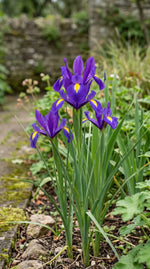 Iris 'Purple Sensation' (Dutch iris) - Harding & Bloom
