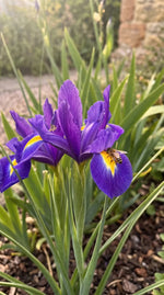 Iris 'Purple Sensation' (Dutch iris) - Harding & Bloom