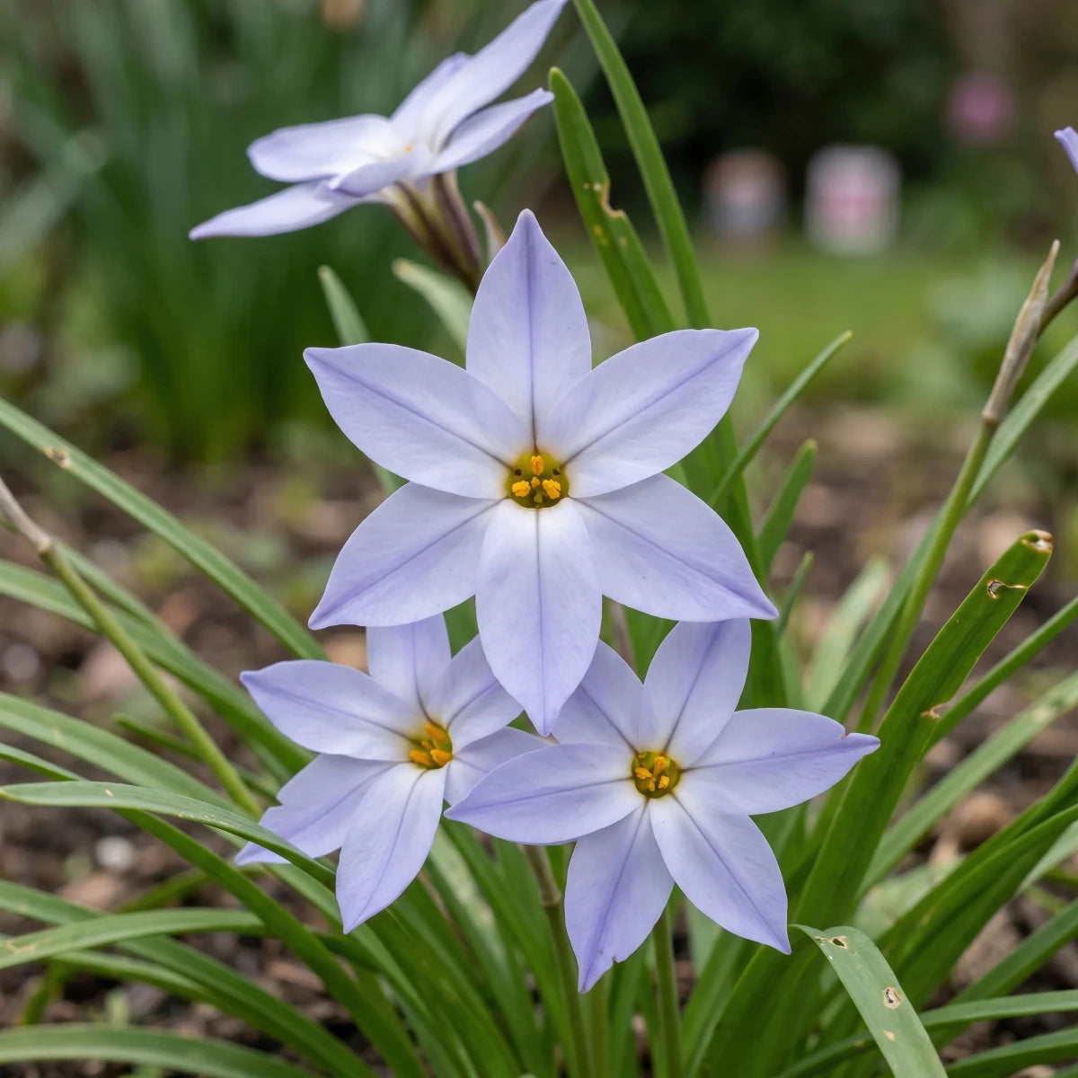 Ipheion 'Wisley Blue' (Spring starflower) - Harding & Bloom