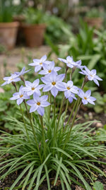 Ipheion 'Wisley Blue' (Spring starflower) - Harding & Bloom