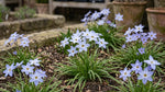 Ipheion 'Wisley Blue' (Spring starflower) - Harding & Bloom