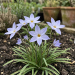 Ipheion 'Wisley Blue' (Spring starflower) - Harding & Bloom