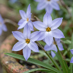 Ipheion 'Wisley Blue' (Spring starflower) - Harding & Bloom