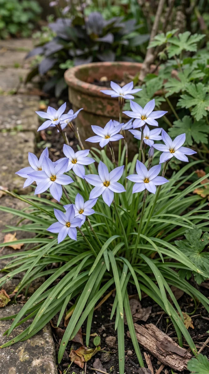Ipheion 'Wisley Blue' (Spring starflower) - Harding & Bloom