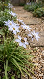 Ipheion 'Wisley Blue' (Spring starflower) - Harding & Bloom