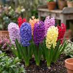 Hyacinthus 'Mixed' (Hyacinths) - Harding & Bloom