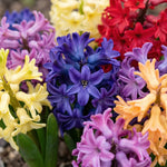 Hyacinthus 'Mixed' (Hyacinths) - Harding & Bloom
