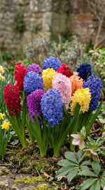 Hyacinthus 'Mixed' (Hyacinths) - Harding & Bloom