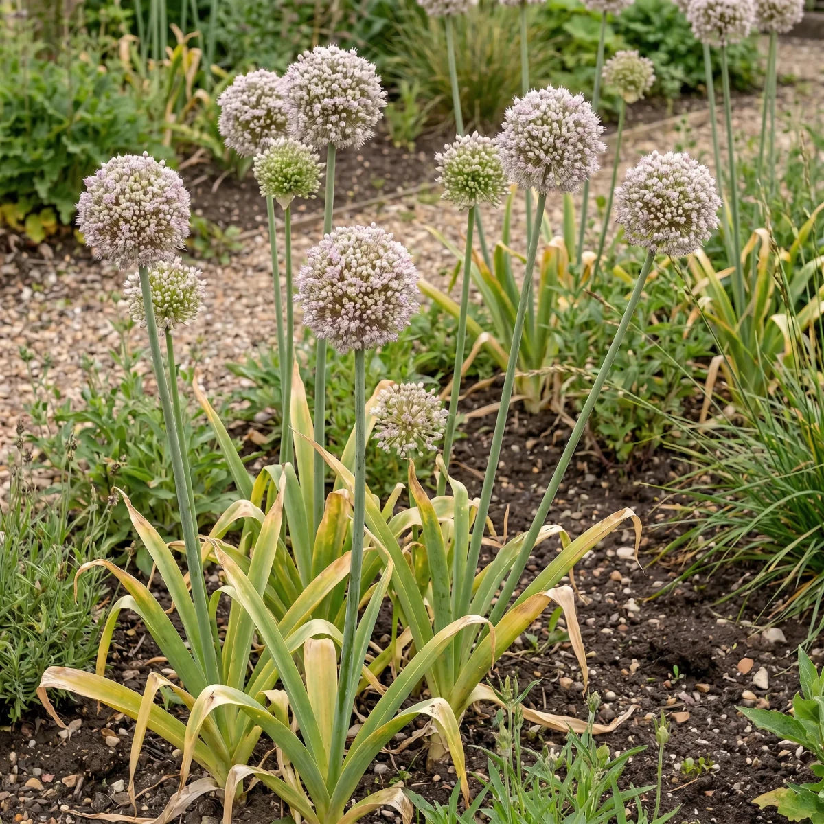 Allium 'Ampeloprasum' - Harding & Bloom