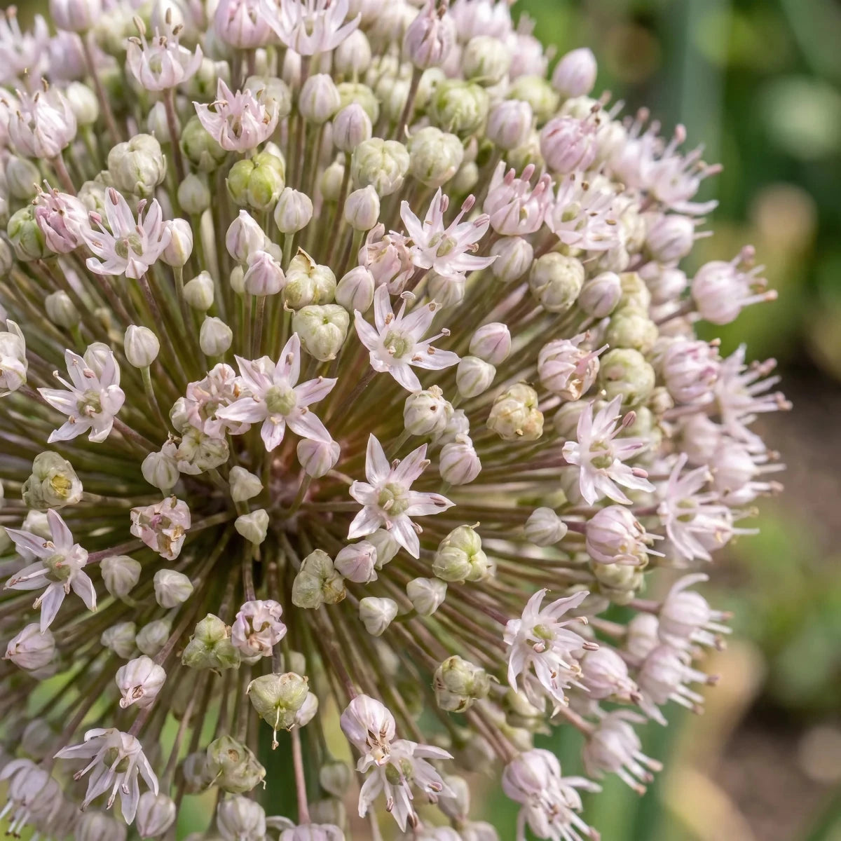 Allium 'Ampeloprasum' - Harding & Bloom