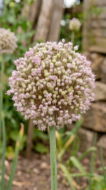 Allium 'Ampeloprasum' - Harding & Bloom