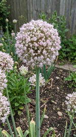 Allium 'Ampeloprasum' - Harding & Bloom