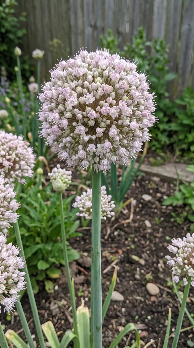 Allium 'Ampeloprasum' - Harding & Bloom