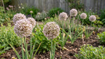 Allium 'Ampeloprasum' - Harding & Bloom