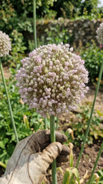 Allium 'Ampeloprasum' - Harding & Bloom