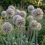 Allium 'Ampeloprasum' - Harding & Bloom