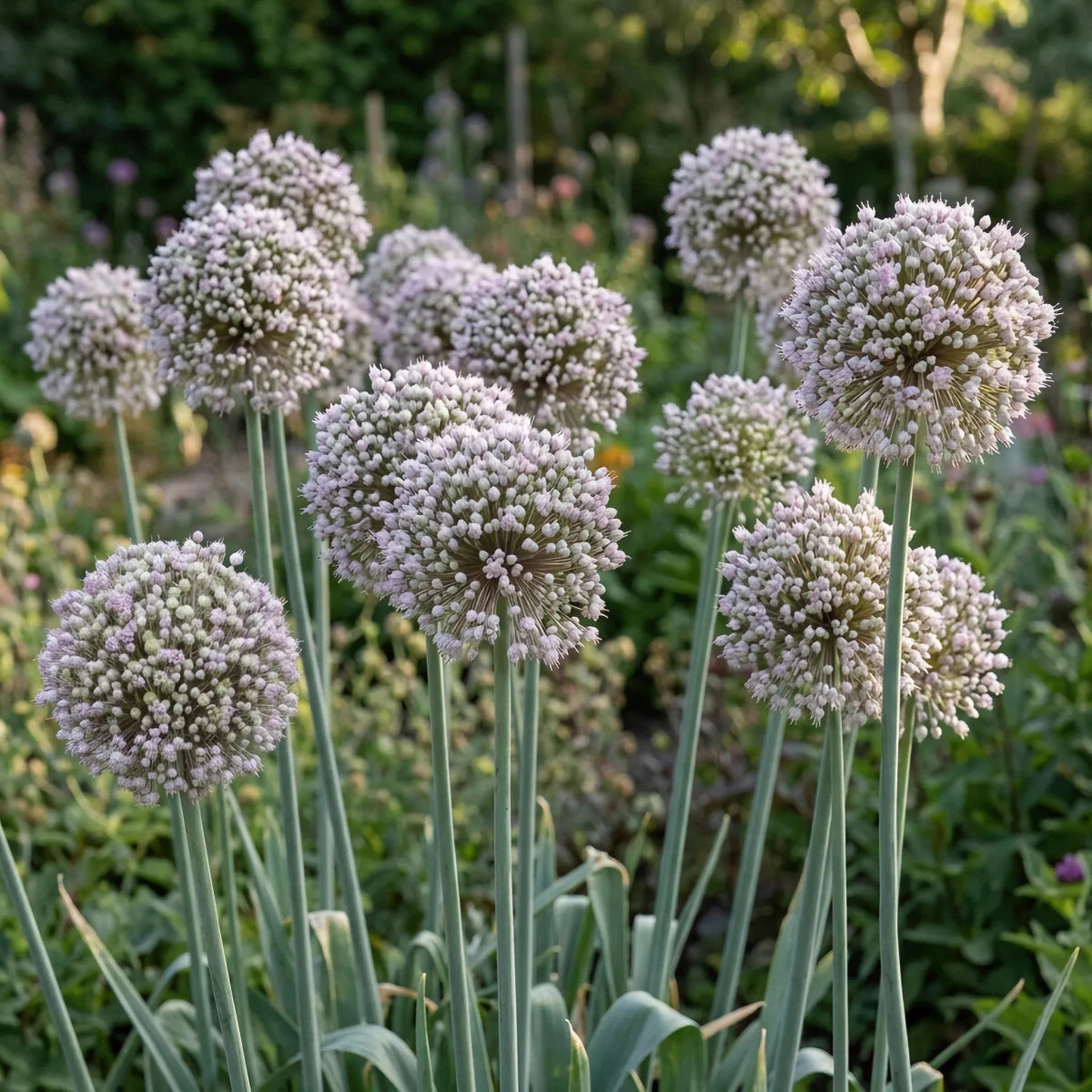 Allium 'Ampeloprasum' - Harding & Bloom