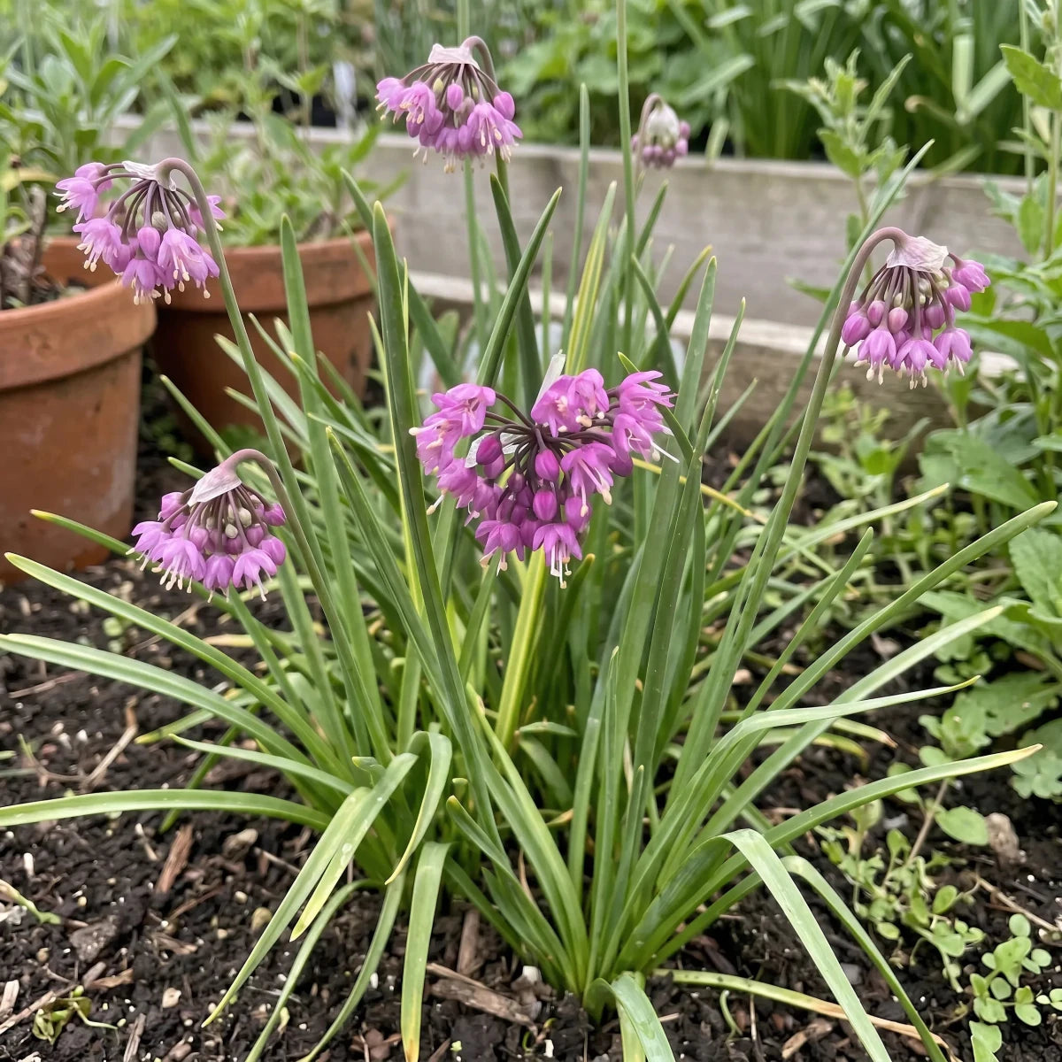 Allium 'Cernuum' (lady's leek) - Harding & Bloom