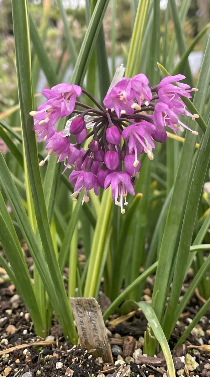 Allium 'Cernuum' (lady's leek) - Harding & Bloom
