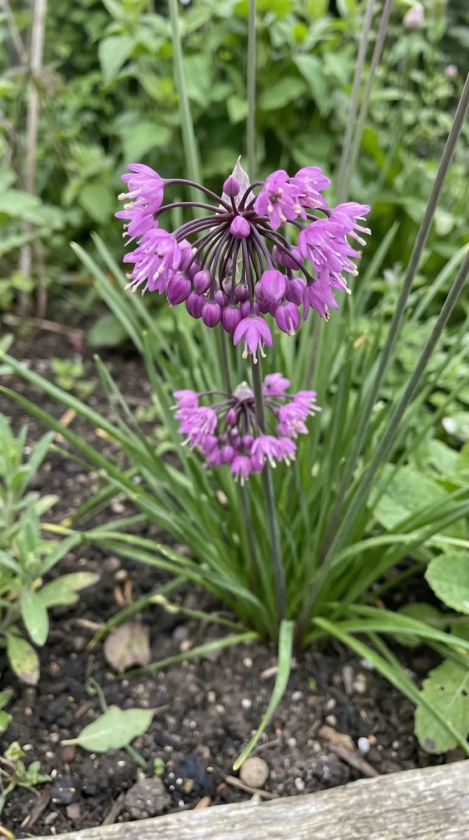 Allium 'Cernuum' (lady's leek) - Harding & Bloom