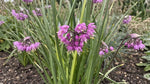 Allium 'Cernuum' (lady's leek) - Harding & Bloom