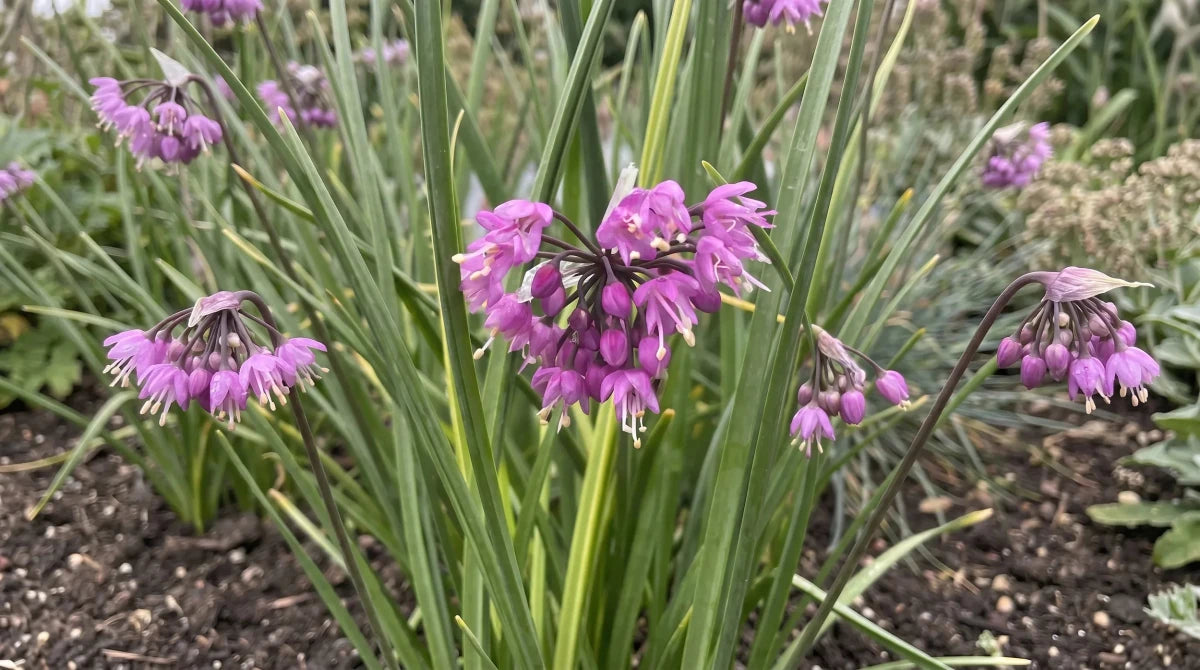 Allium 'Cernuum' (lady's leek) - Harding & Bloom