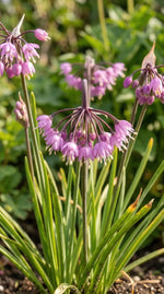 Allium 'Cernuum' (lady's leek) - Harding & Bloom