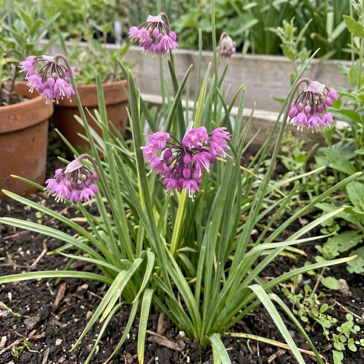 Allium 'Cernuum' (lady's leek) - Harding & Bloom