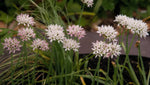 Allium 'Cameleon' - image 3