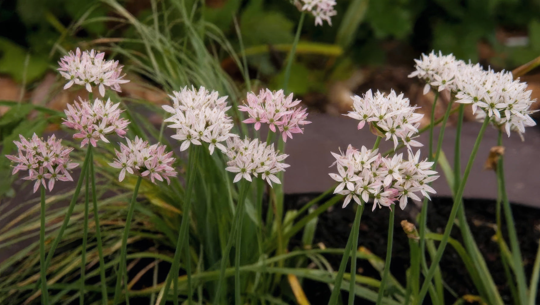 Allium 'Cameleon' - image 3