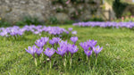 Crocus 'Striped Bird' - image 3