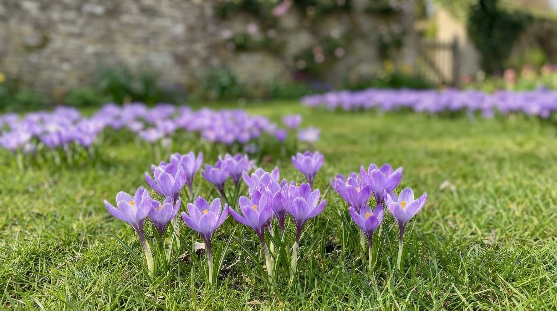 Crocus 'Striped Bird' - image 3