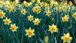 Daffodil 'Red Devon' - image 3