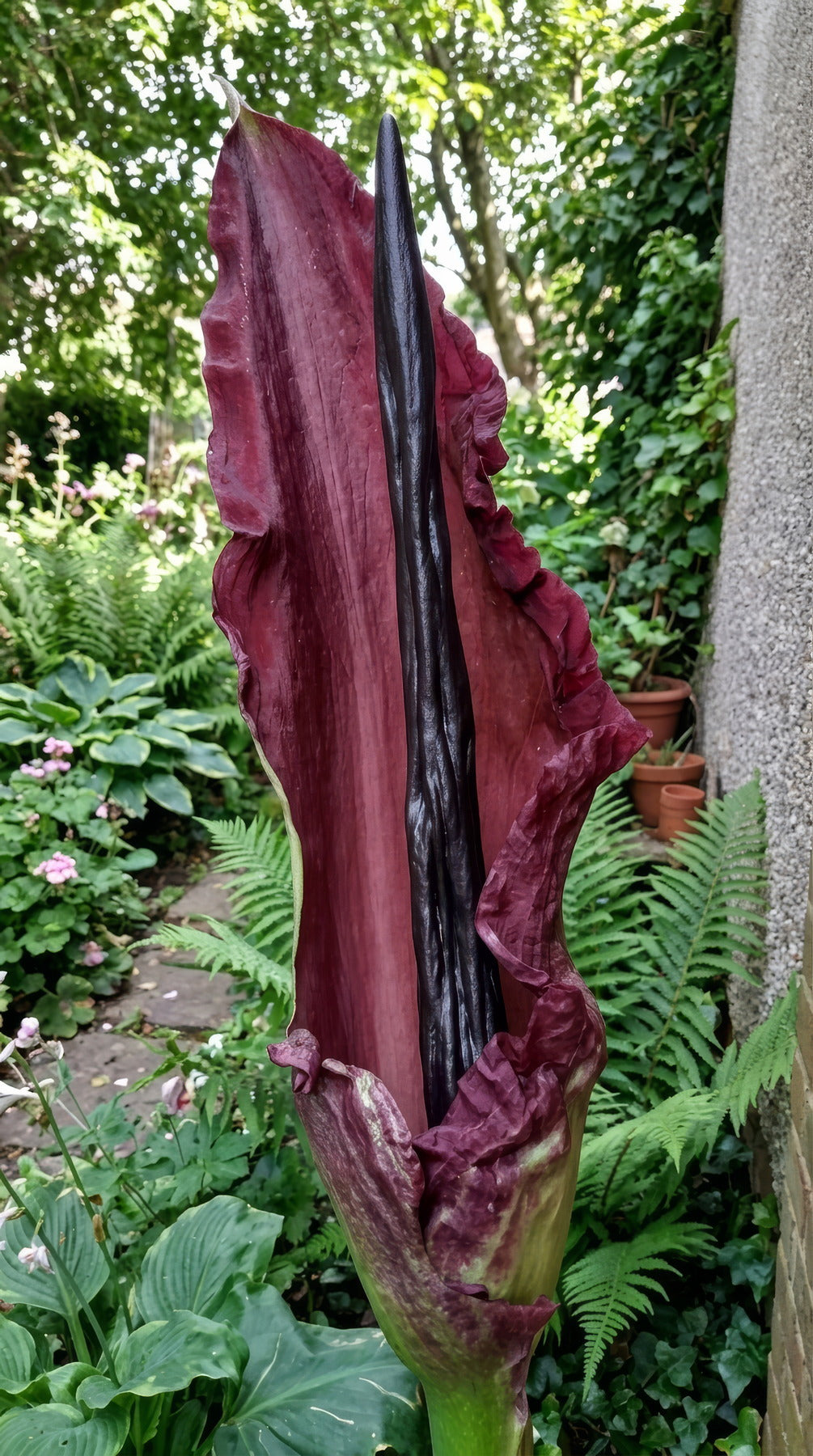 Dracunculus vulgaris - image 3