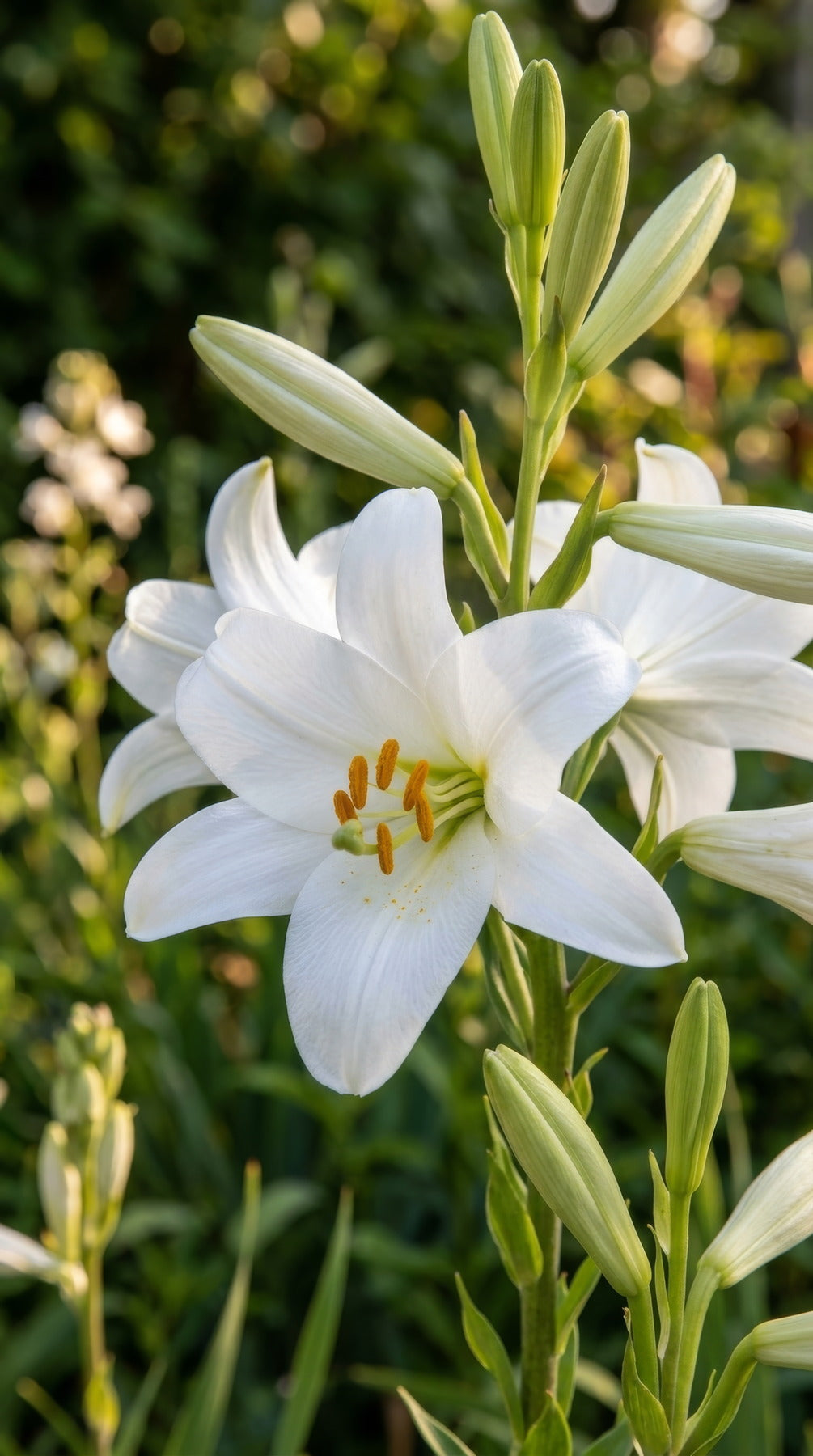 Lilium candidum - image 3