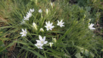 Ornithogalum umbellatum - image 3