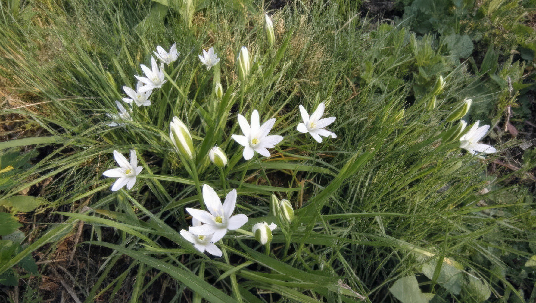 Ornithogalum umbellatum - image 3