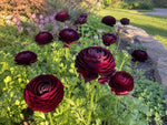 Ranunculus Elegance Noir flowering in a garden border